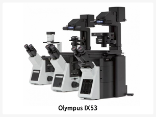 대용량의 세포관찰에 적합,고해상도의 형광 및 세포배양 관찰에 적합,뛰어난 위상차 이미지 제공,인체공학적 디자인,OLYMPUS IX53은 세포배양 관찰에 편리하도록 디자인이 개선 되었습니다.다양한 응용기술에 활용 할 수 있도록 확장성 또한 개선 되었습니다.가격대비 최고의 광학기술 적용된 연구용 현미경으로 다양한 장치들과 결합하여 조직배양부터 살아있는 세포까지도 관찰 할 수 있습니다.